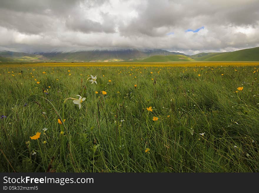 Beautiful meadow with yellow and white flowers. Beautiful meadow with yellow and white flowers