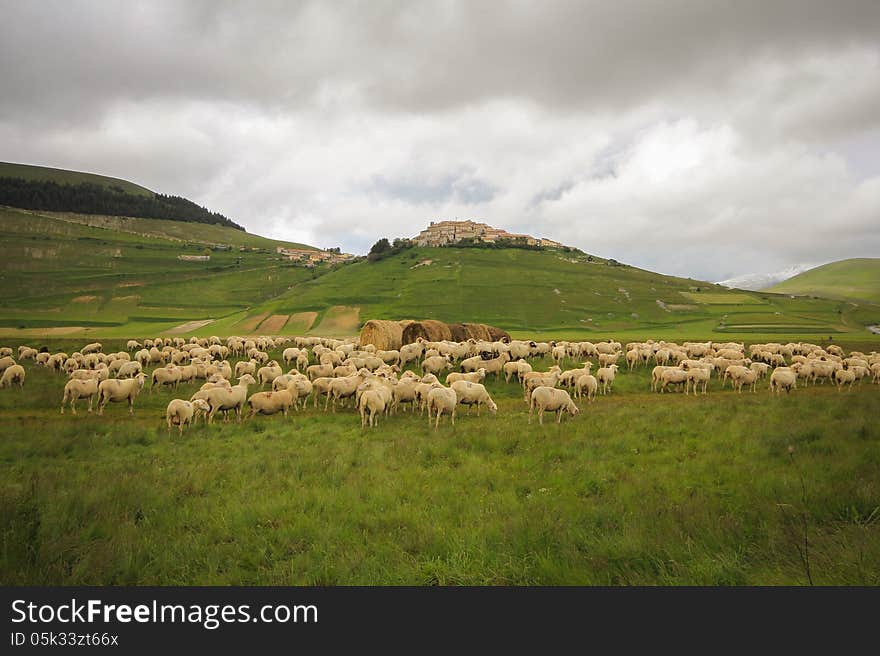 Sheeps on pasture in the mountain.