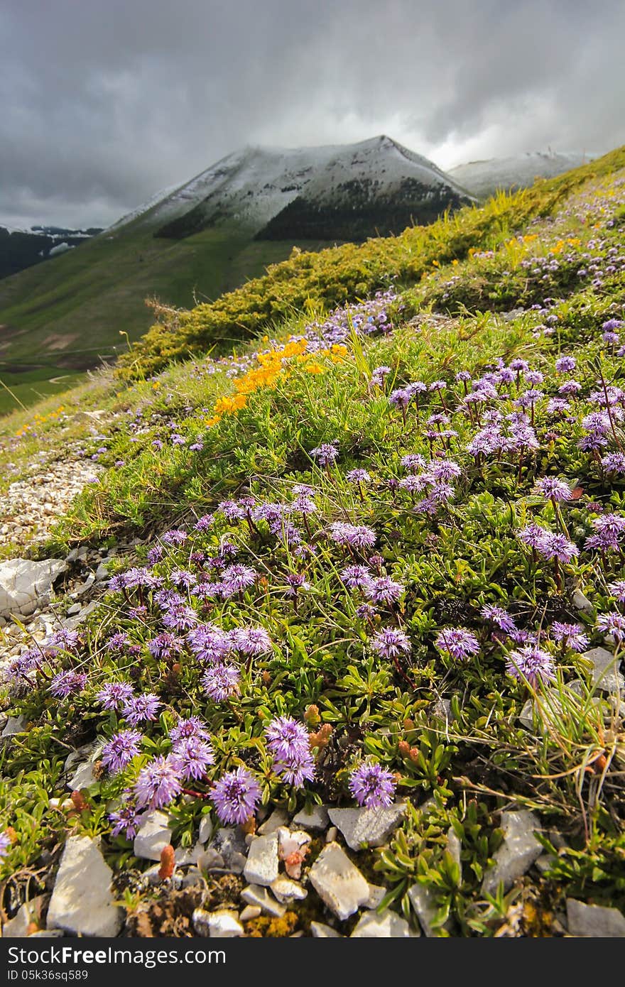 Wild mountain flowers