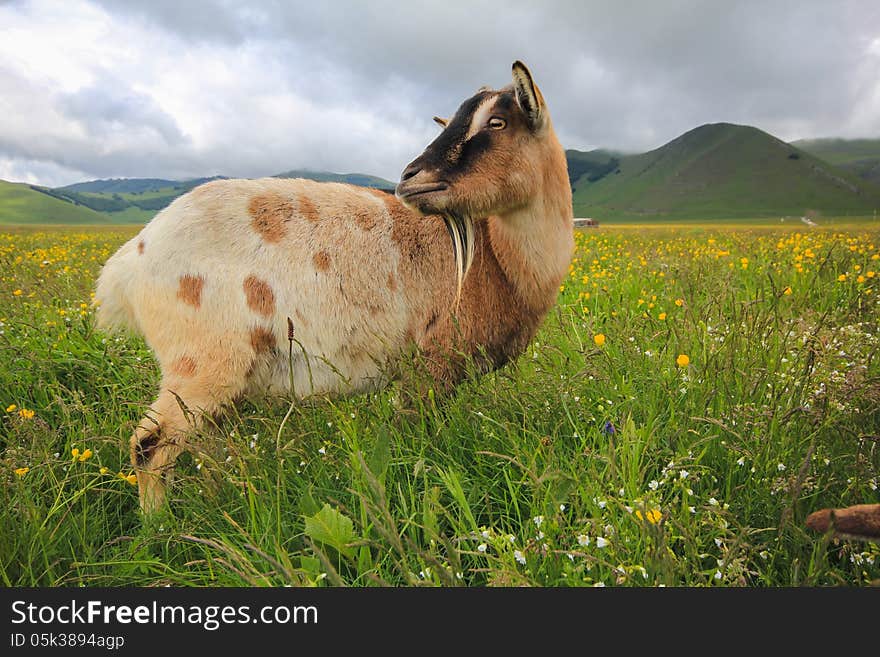 Goat on flowering meadow