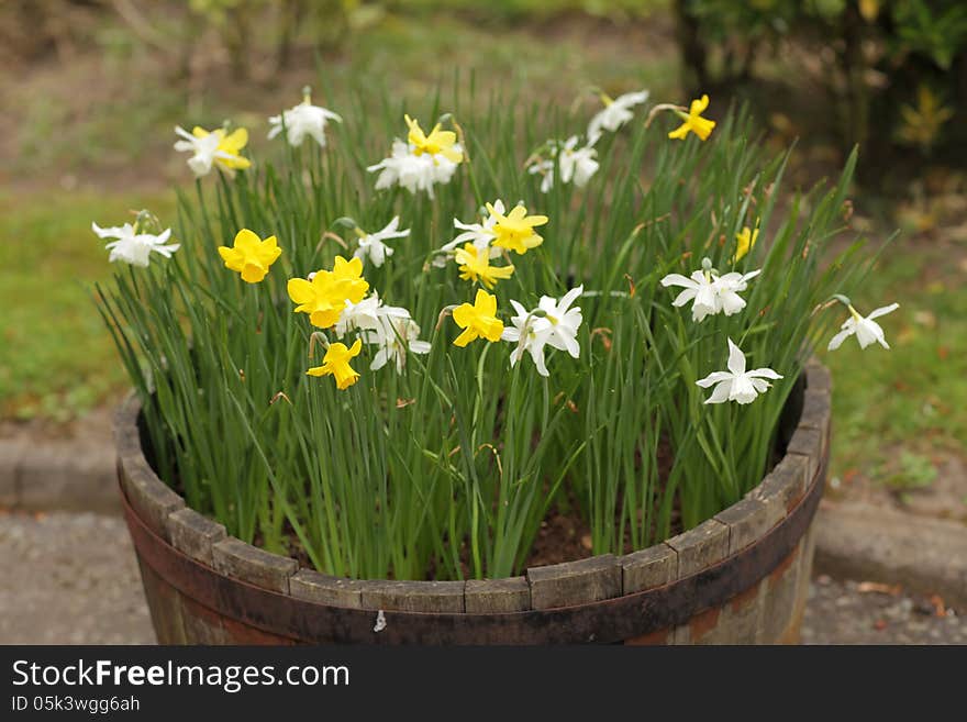 White and yellow daffodils growing in a wooden bowl in the home garden. White and yellow daffodils growing in a wooden bowl in the home garden