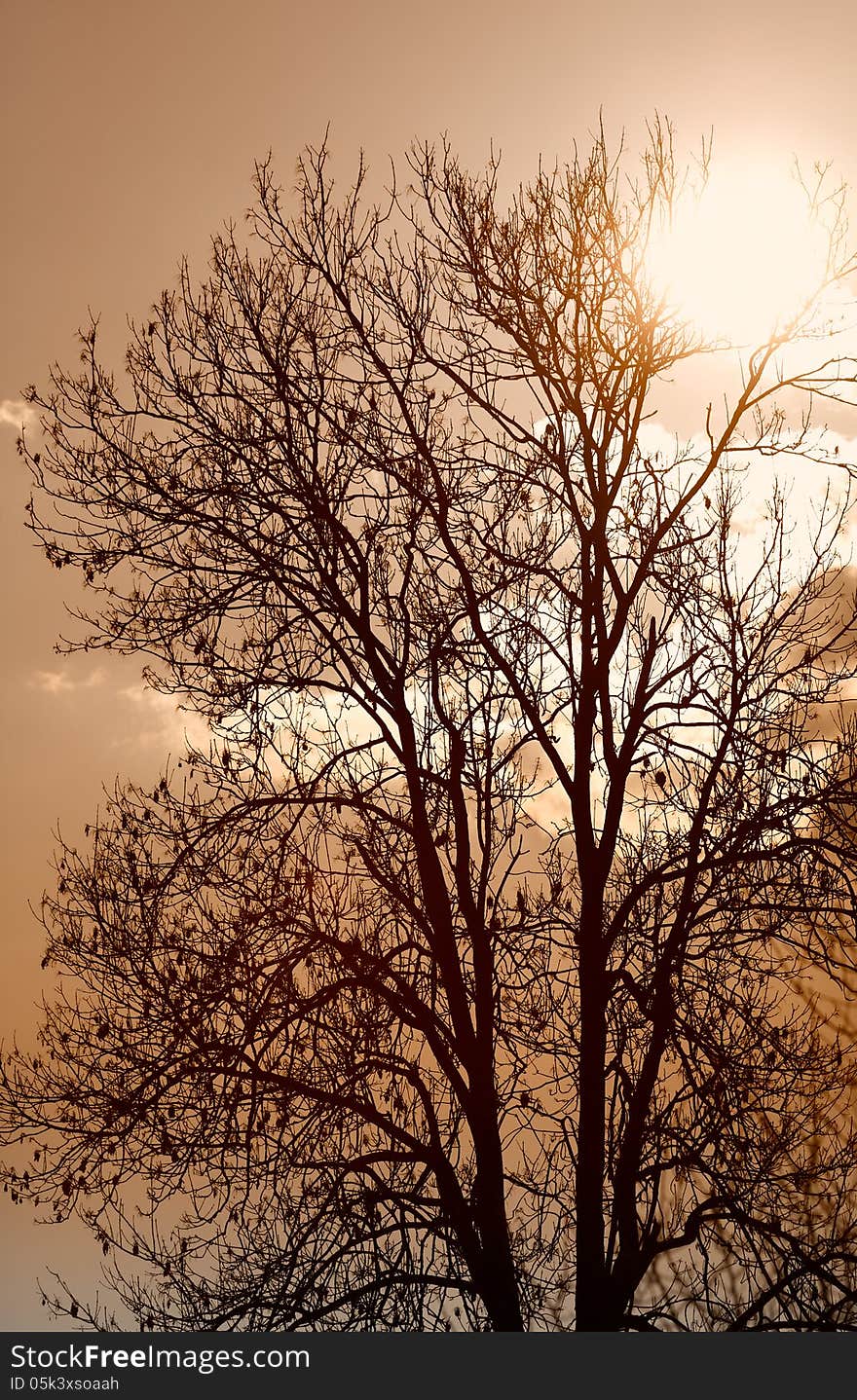 Silhouette of the tree on a brown sky. Vertical position. Silhouette of the tree on a brown sky. Vertical position.