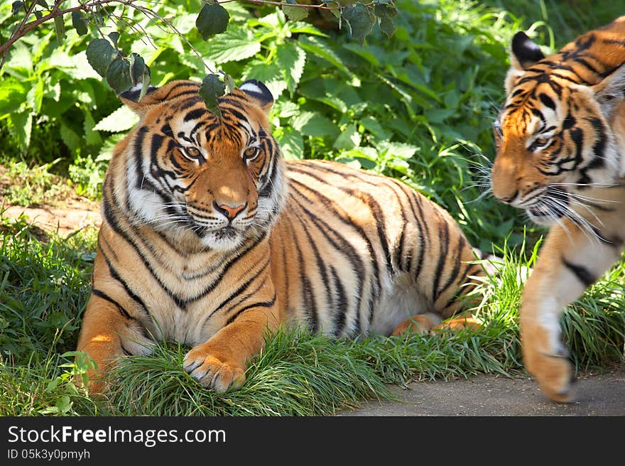 Two tigers on a grass. Horizontal position.