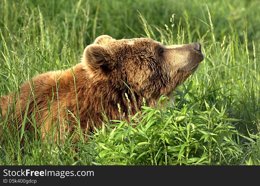 Brown bear