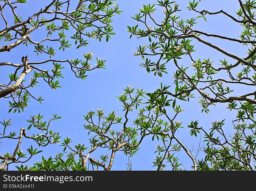 Frangipani and sky