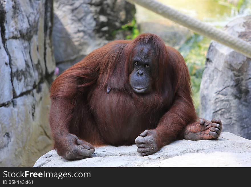 Orangutan photo taken at the Tampa Zoo