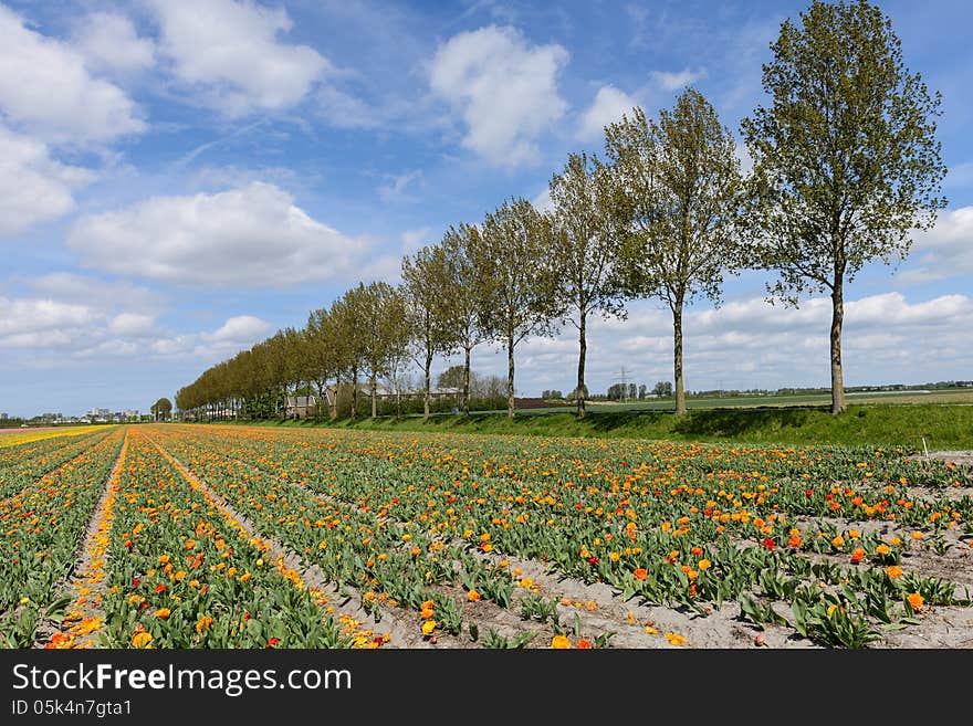 Trees and tulips in dutch landscape