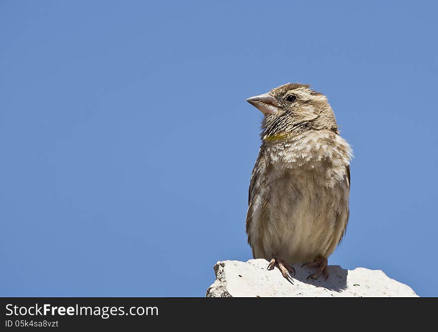 Rock sparrow &x28;Petronia petronia&x29