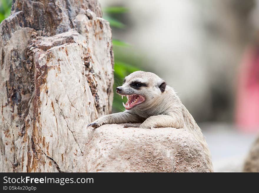 Meerkat show its sharpen teeth.