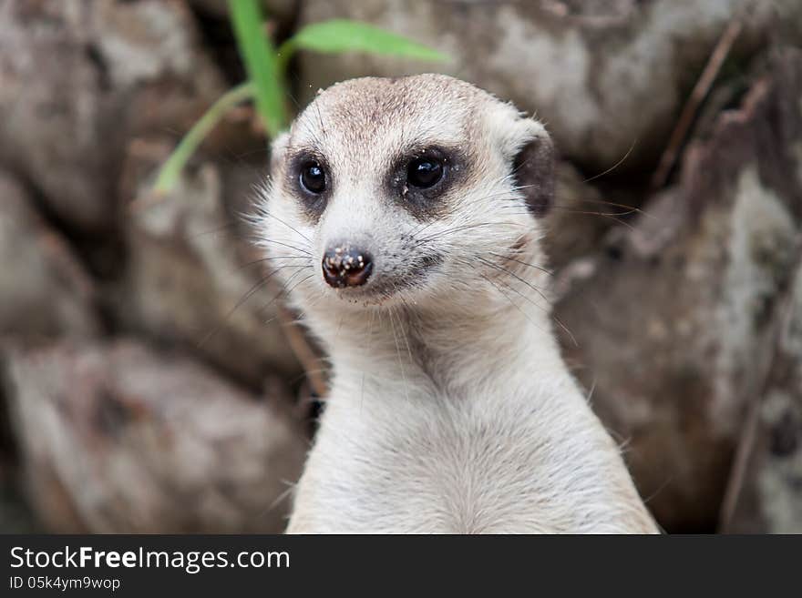 Face close up of meerkat