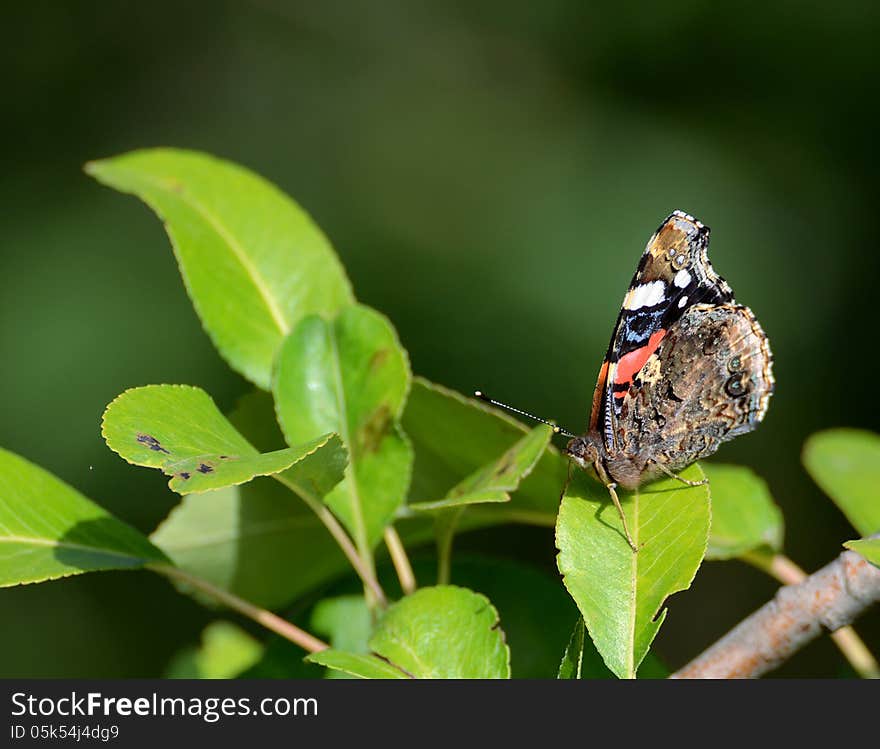 Butterfly at morning