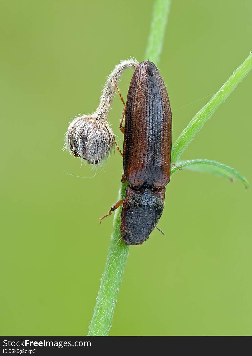 Click beetle sitting on a flower head down.