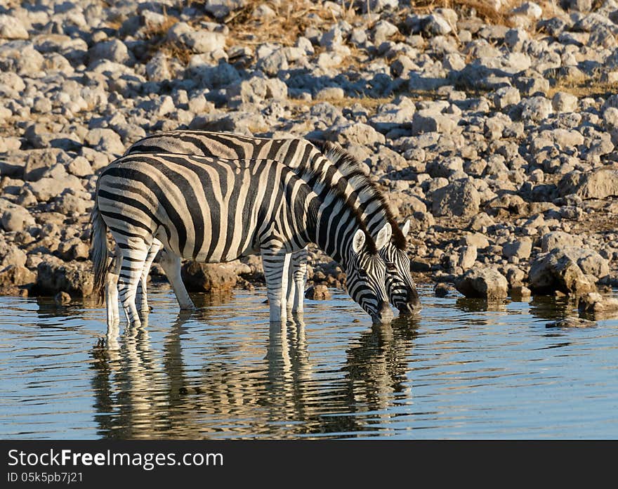 Zebra At The Waterhole