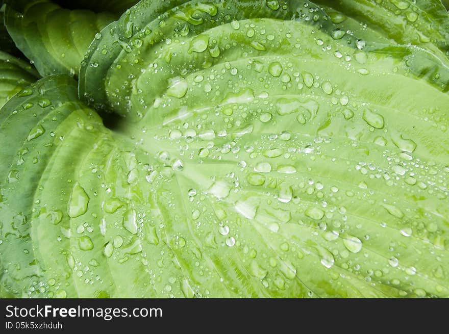 Raindrops on a large leaf