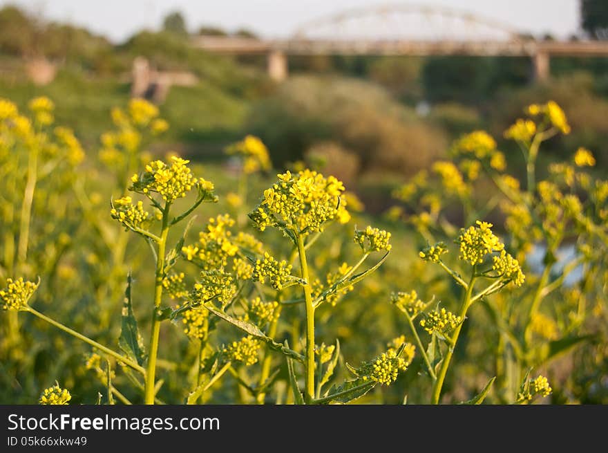 Yellow wild flowers in the foreground. A bridge across the river visible in the distance. Yellow wild flowers in the foreground. A bridge across the river visible in the distance