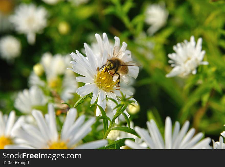 Marguerite