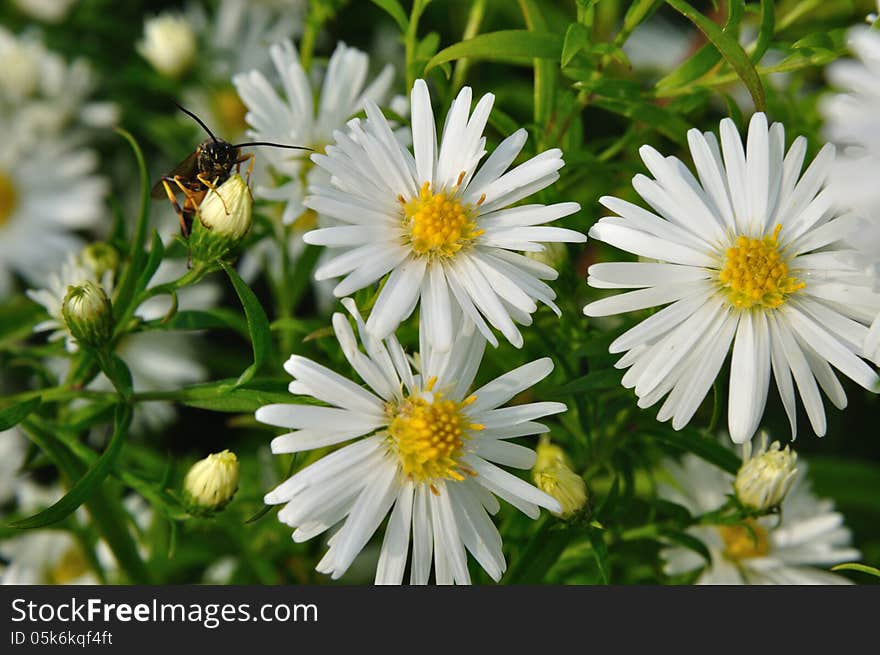 Marguerite