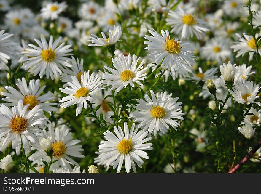 Marguerite