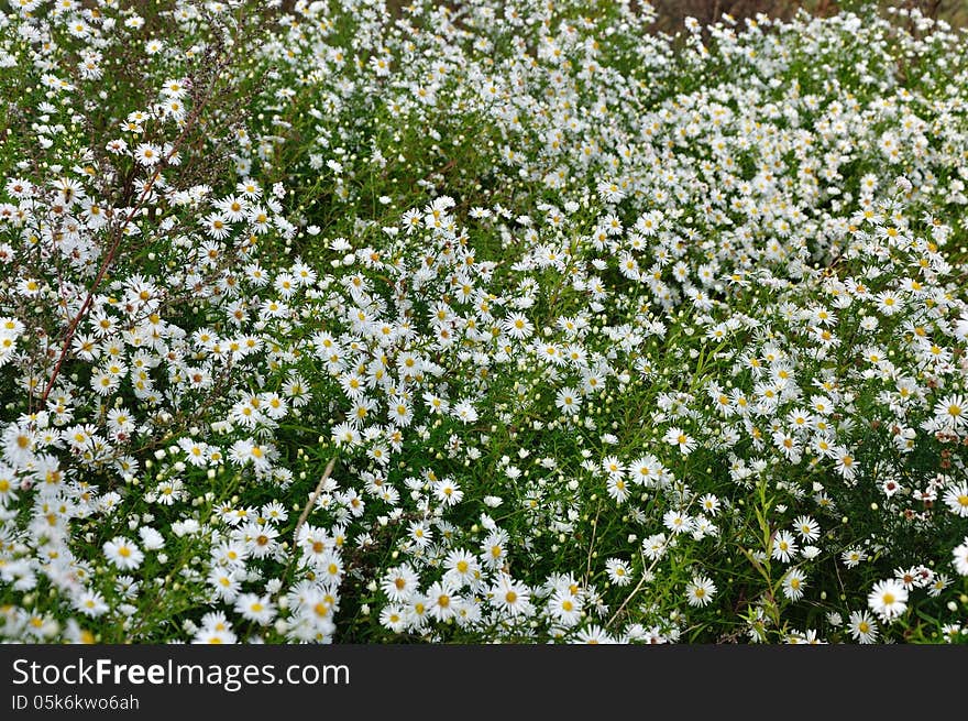 Marguerite