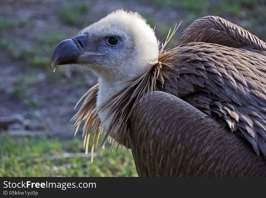 Portrait Of An Old Eagle