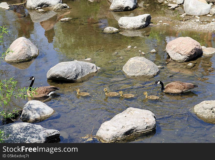 The family of geese swimming in the river. The family of geese swimming in the river