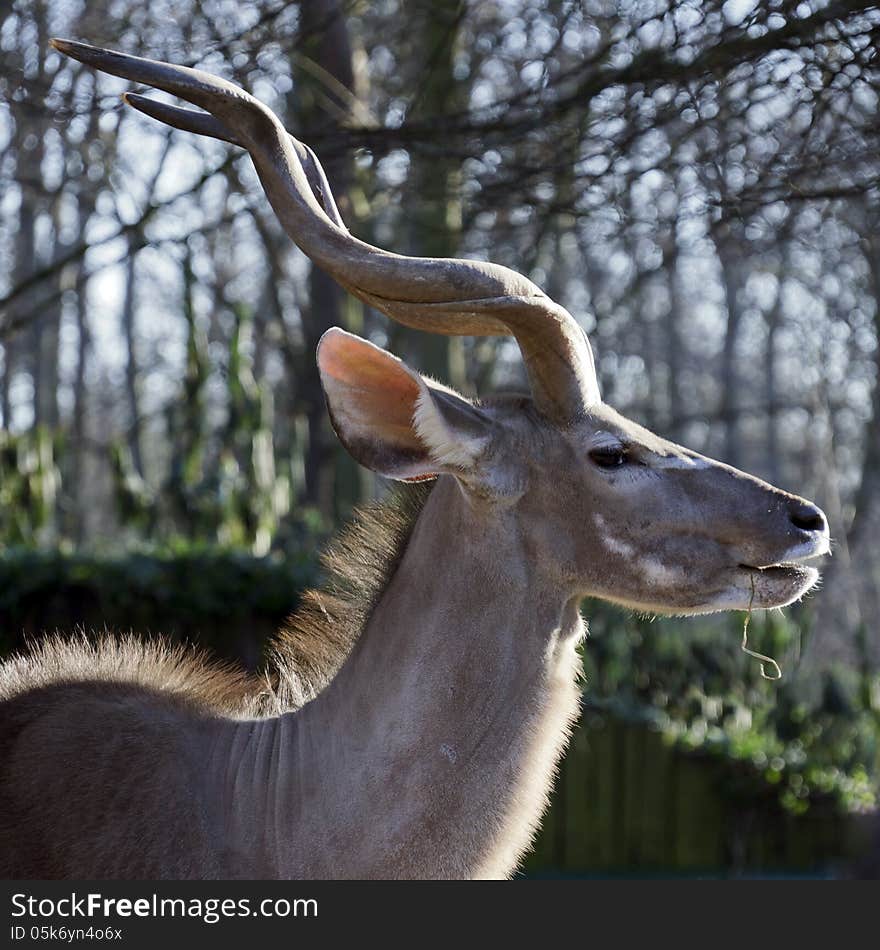 Portrait of a male kudu in winter