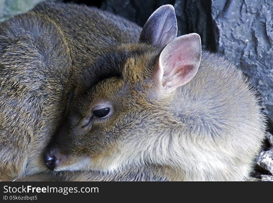 Vulnarable Young Deer