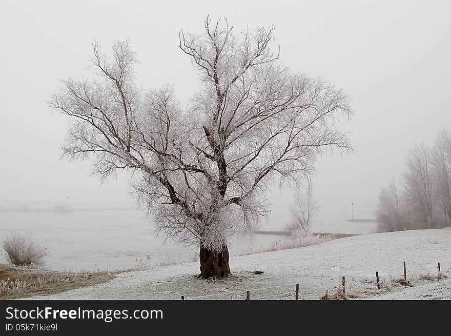 Lonely frozen tree