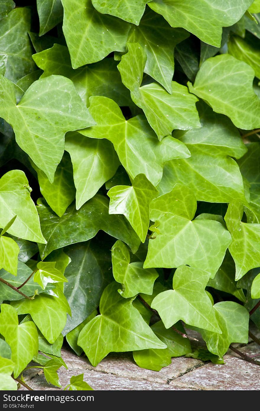 Detail of ivy growing close to the ground.