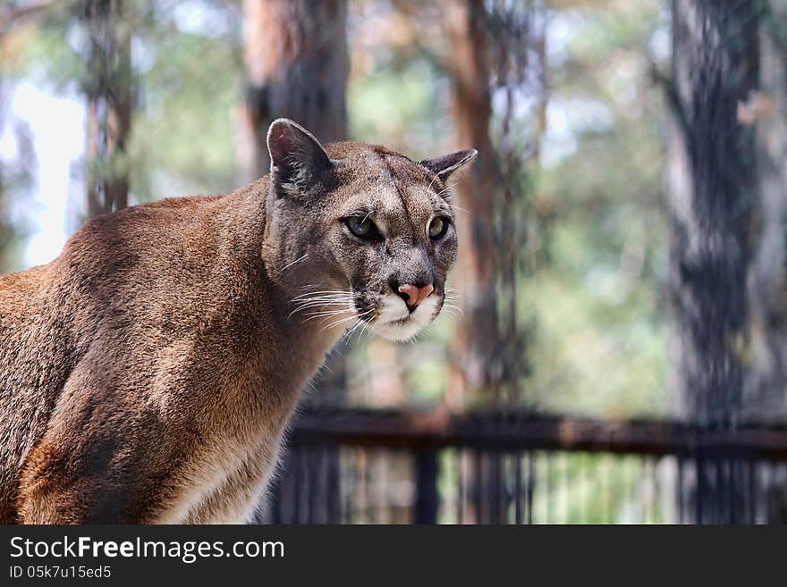 Mountain lion in the zoo. Mountain lion in the zoo