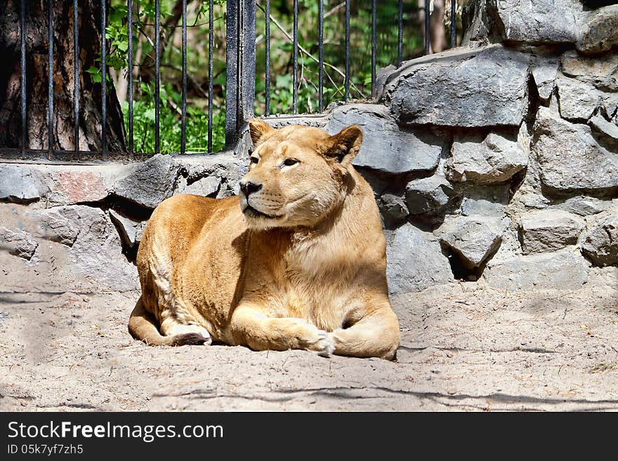 Lioness lying at the zoo. Lioness lying at the zoo