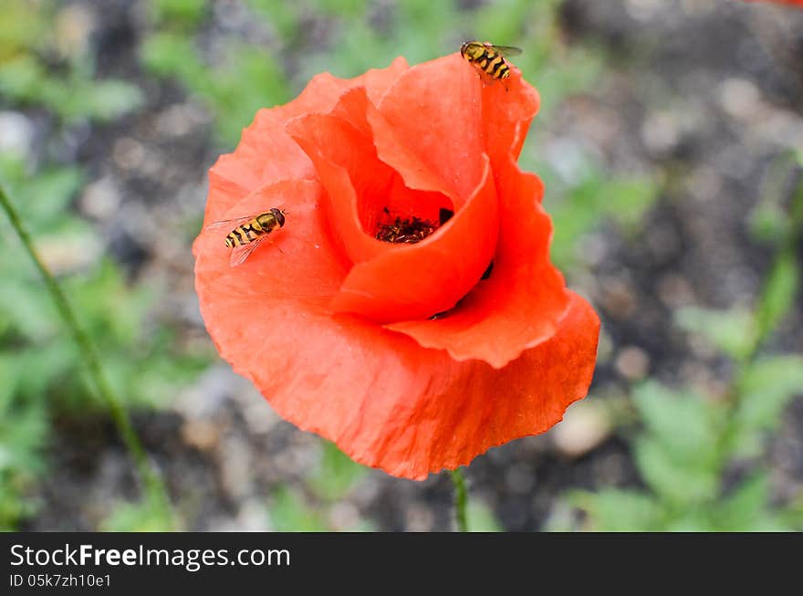 Closeup of poppy flower