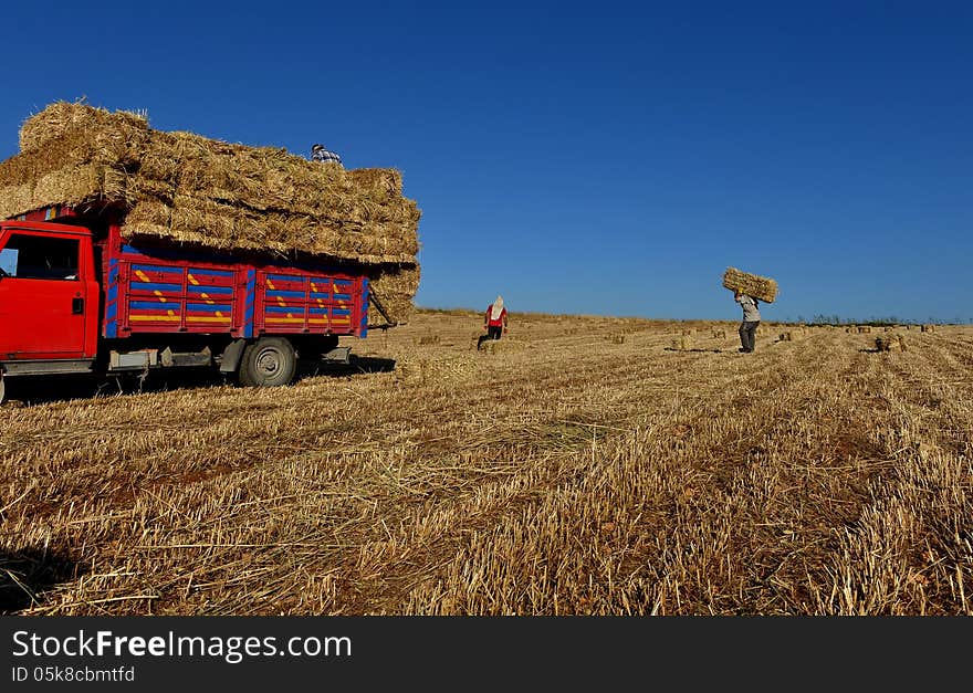 Bales of hay being transported. Bales of hay being transported