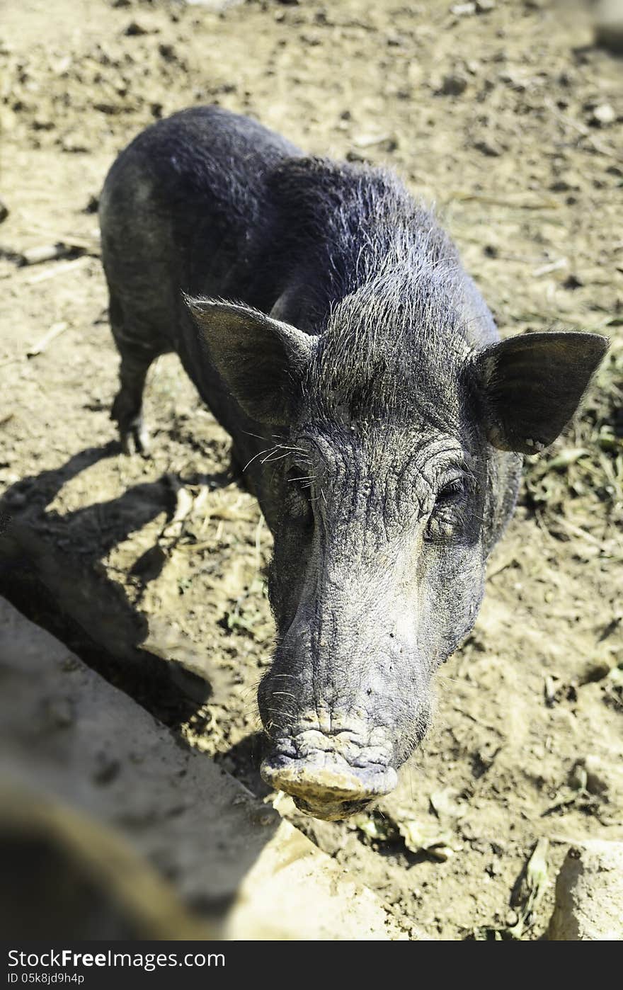 Wild boar by the black muddy in the stall