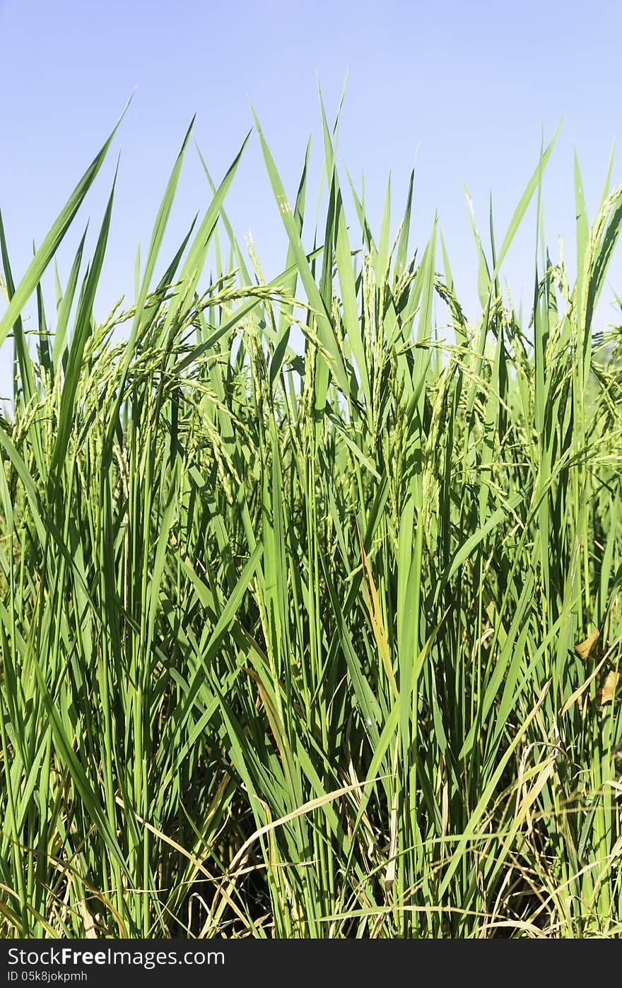 Rice field