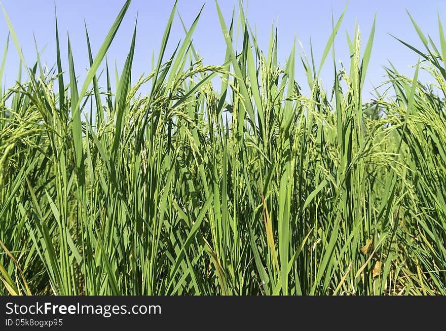 Rice field