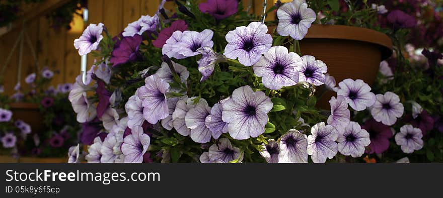 Flowers blooming at a garden.