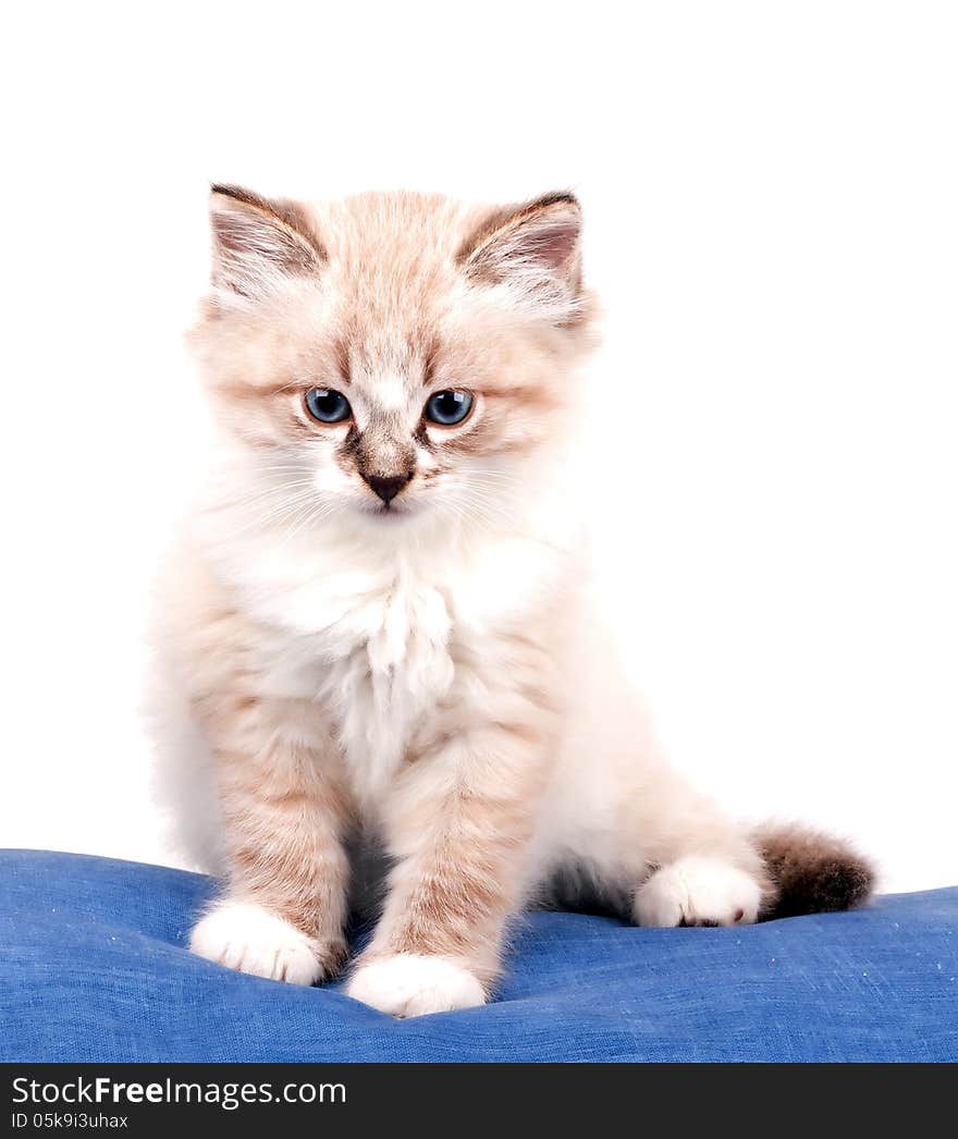 Small kitten sits on a blue cloth