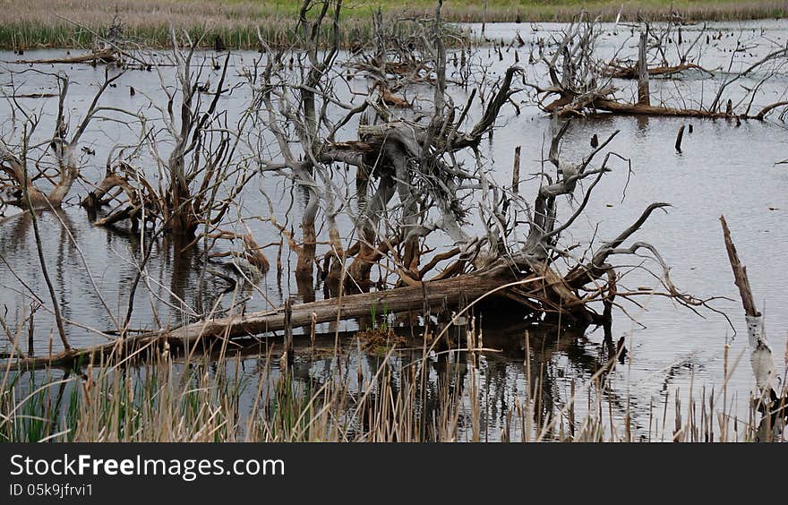 Barren habitat