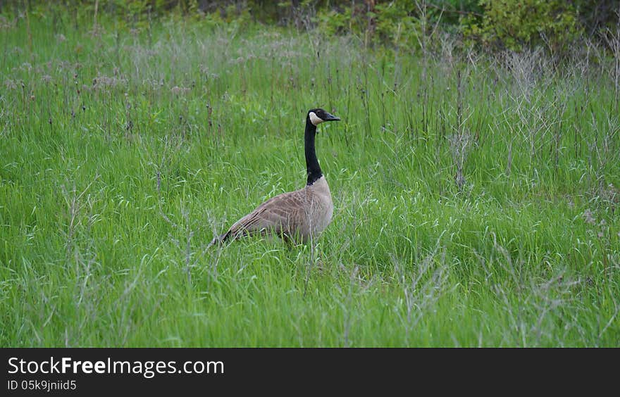 Canadian goose