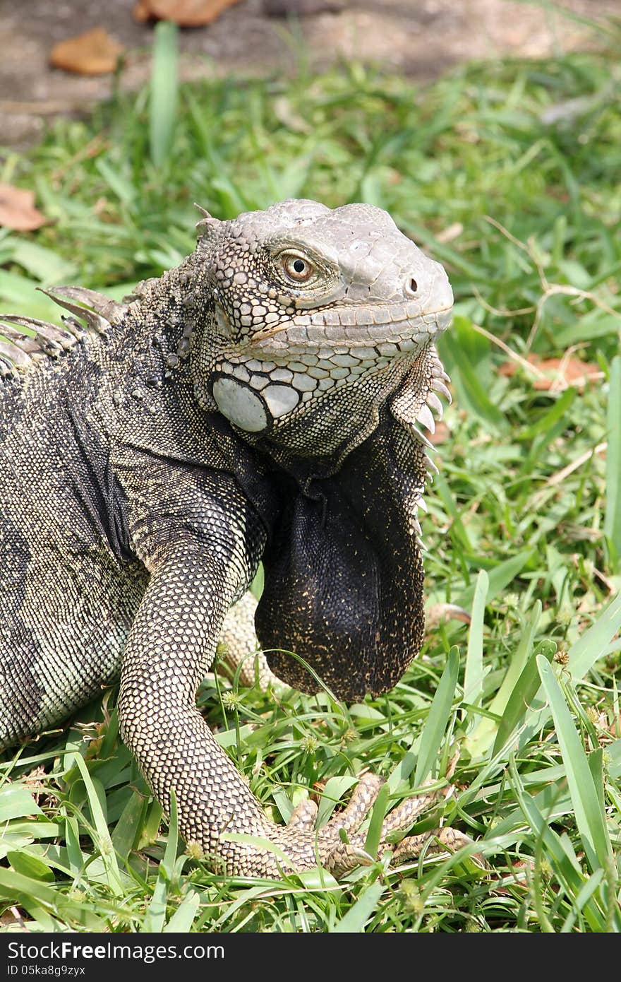 Green Iguana Portrait