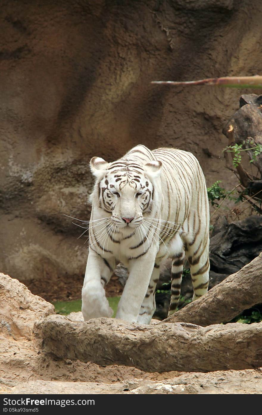 White Tiger