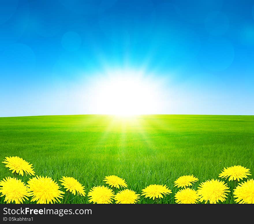 Summer field with flowers