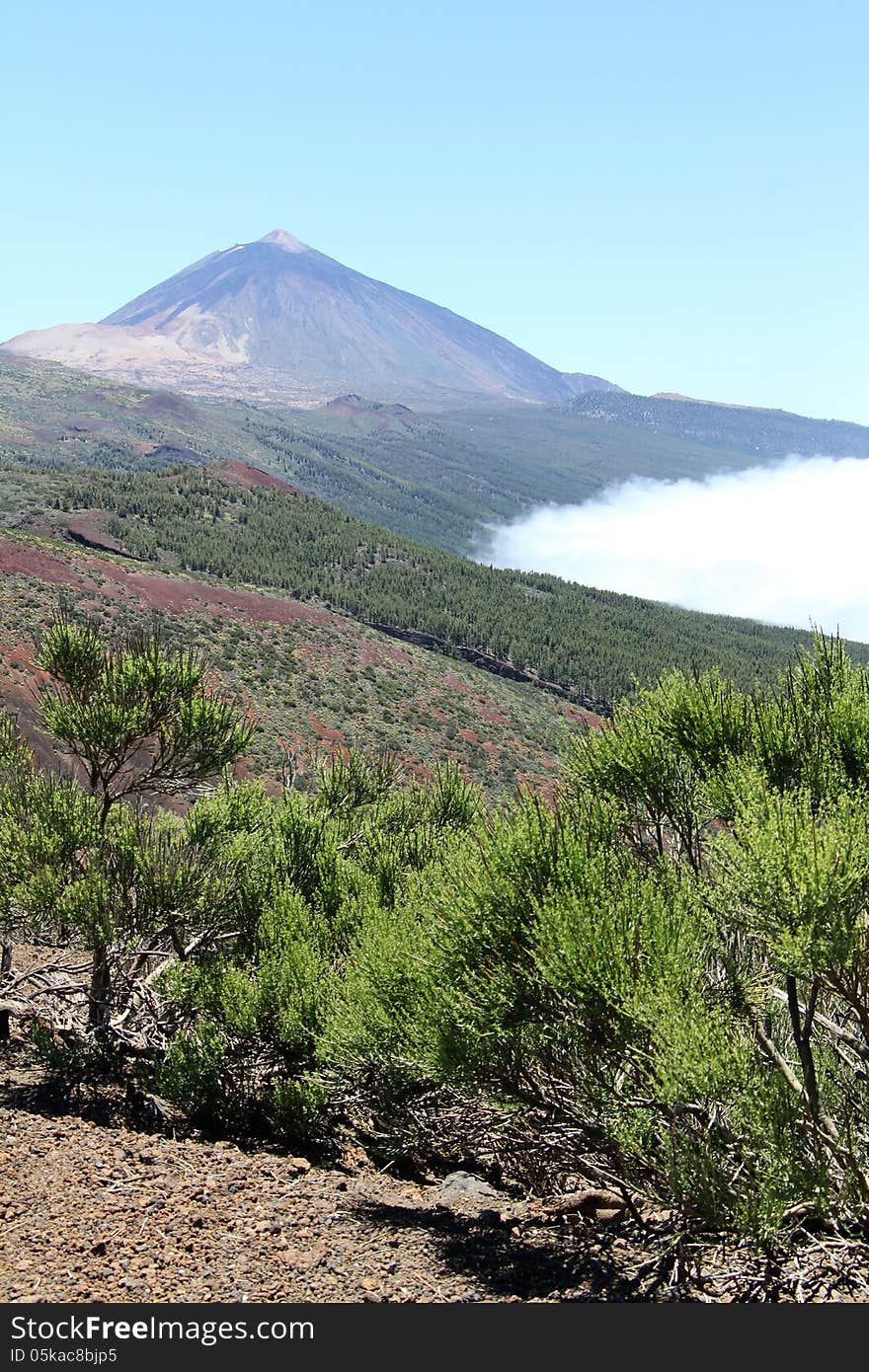 Mount Teide on the island of Tenerife, the Canary Islands. Taken during spring when the wild flowers are on the lower slopes of the Mountain.