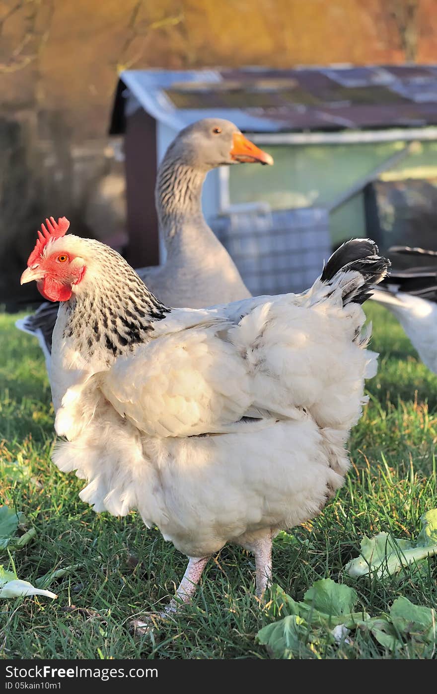 White hen and goose in a farmyard