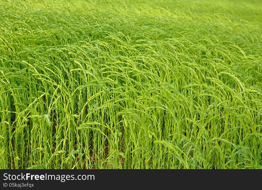 Field of flax