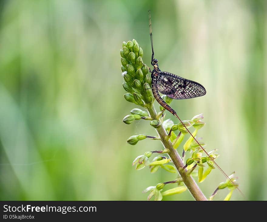 Mayfly