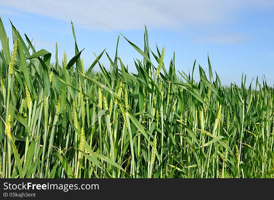 Field of wheat