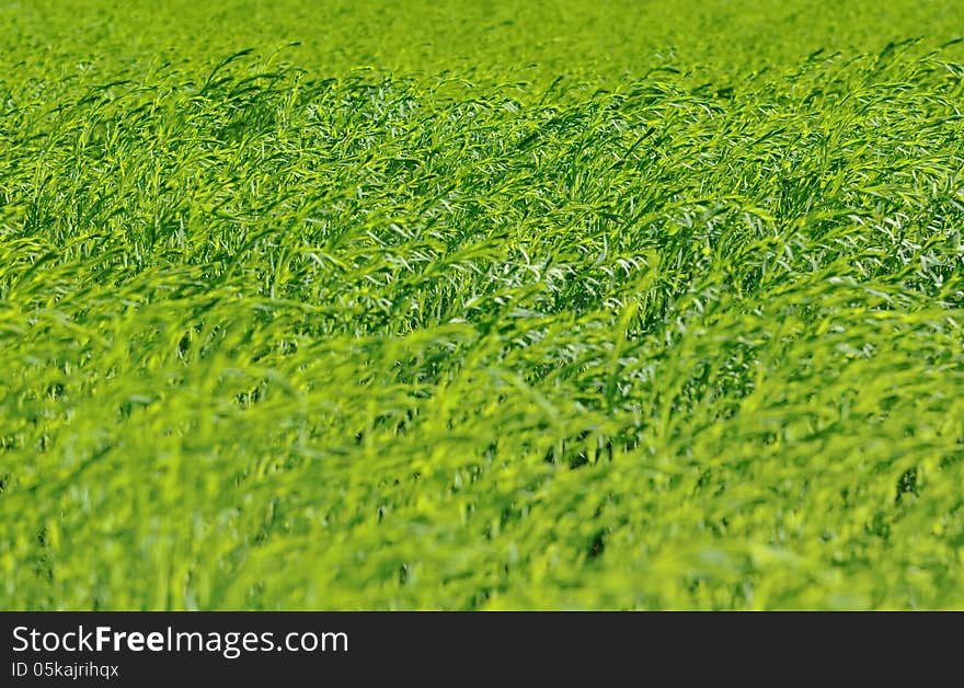 Field of green flax bent by the wind. Field of green flax bent by the wind