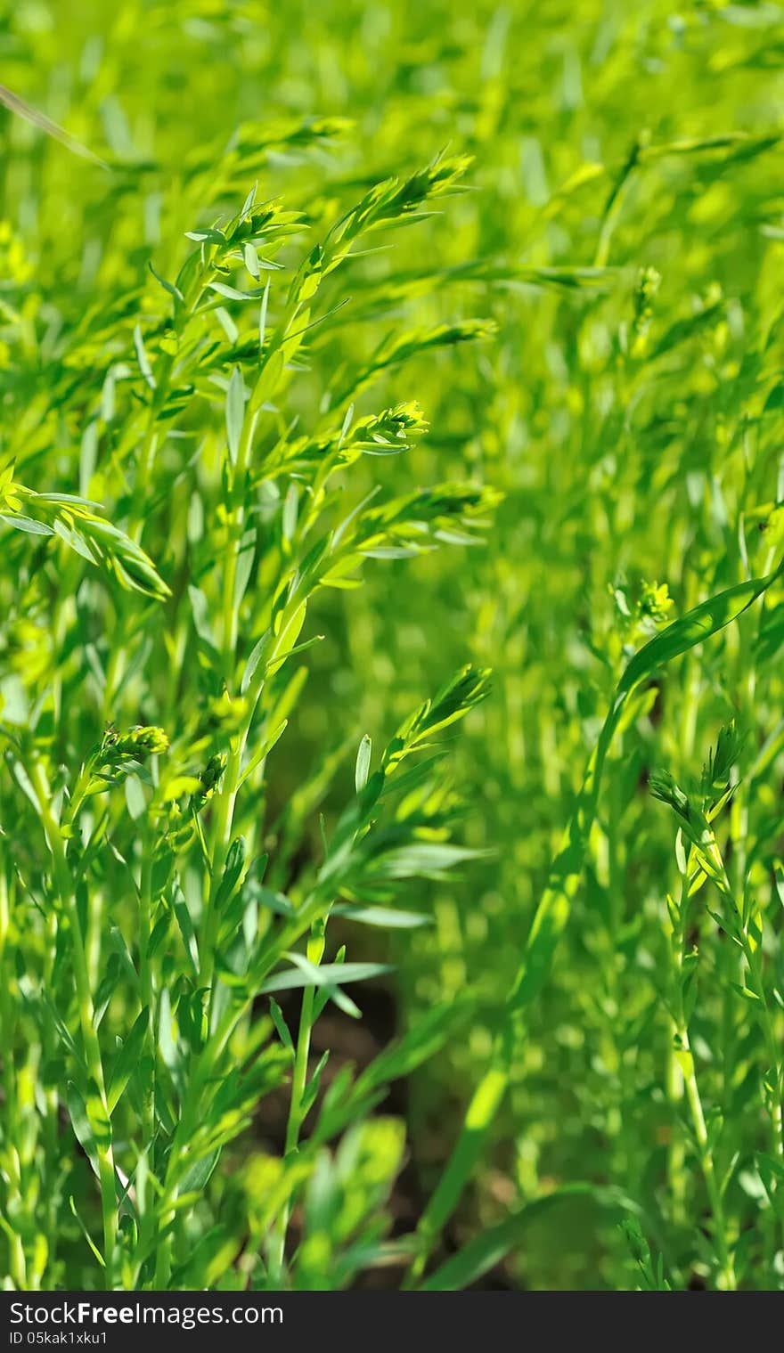 Field of flax